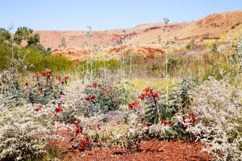 Patch of wildflowers in arid landscape - Australian Stock Image