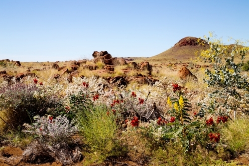 Patch of wildflowers in rocky landscape - Australian Stock Image