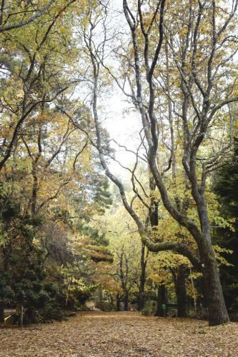 Path through autumn trees in Hollybank Forest - Australian Stock Image