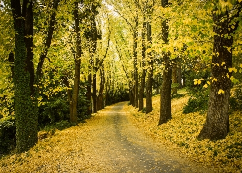 Pathway in the autumn forest - Australian Stock Image