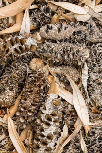 Pattern of banksia cones and leaves on the ground - Australian Stock Image