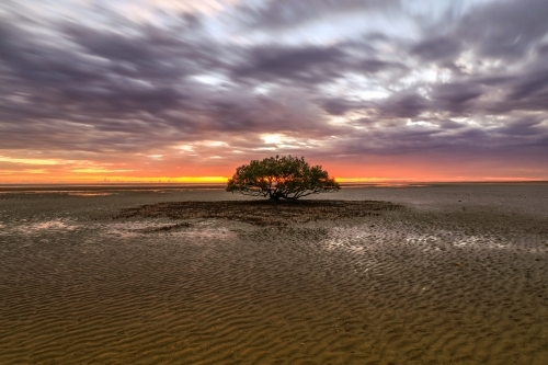 Patterns in sand leading to sun rising behind lone tree at low tide - Australian Stock Image