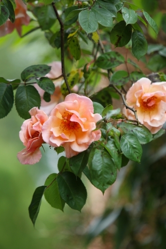 Peach-coloured roses at an open garden - Australian Stock Image