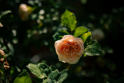 Peach rose glows in sunlight, surrounded by lush green leaves in tranquil garden setting - Australian Stock Image