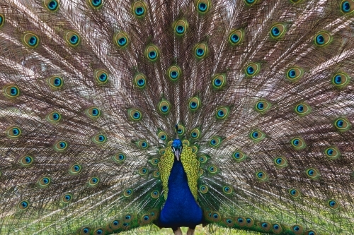 Peacock displaying it's feathers - Australian Stock Image