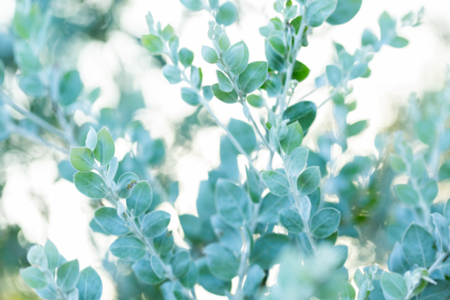 Pearl Wattle plant with soft blue leaves in Australian bushland with bokeh backdrop - Australian Stock Image