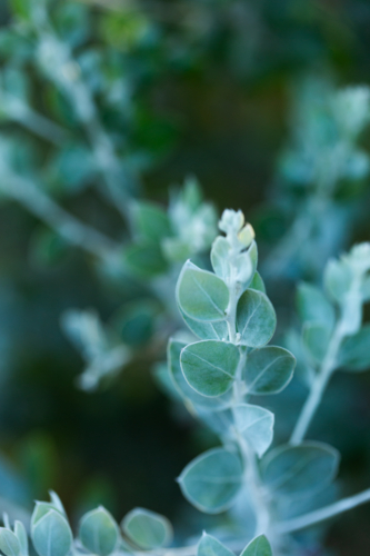 Pearl Wattle plant with soft blue leaves in Australian bushland with out of focus backdrop - Australian Stock Image