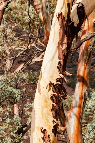 peeling bark on gum tree trunk - Australian Stock Image