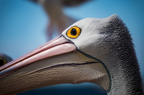 Pelican face - Australian Stock Image