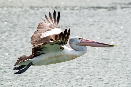 Pelican flying over the sun glistening water - Australian Stock Image