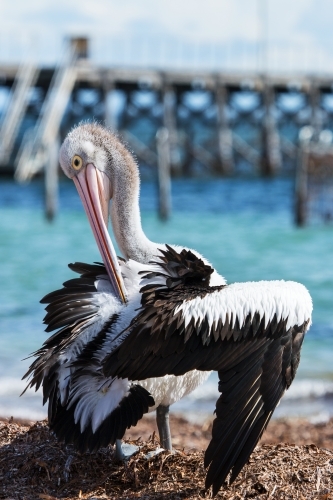 Pelican grooming full body - Australian Stock Image