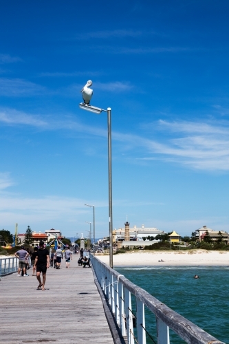 Pelican on jetty light pole with people walking underneath - Australian Stock Image
