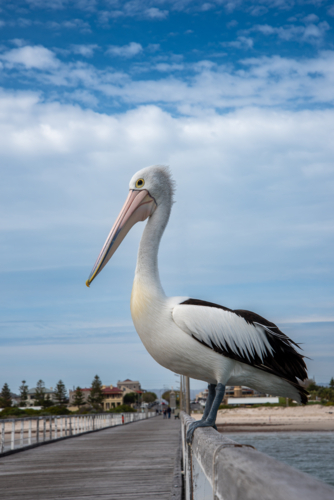 Pelican on jetty railing at Semaphore, Adelaide - Australian Stock Image