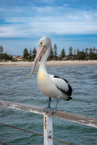 Pelican on jetty railing at Semaphore, Adelaide - Australian Stock Image