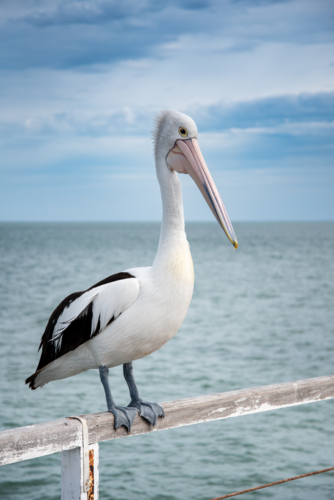 Pelican on jetty railing with the horison in the background - Australian Stock Image