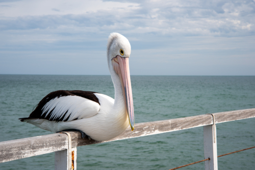 Pelican sitting on jetty railing at Semaphore, Adelaide - Australian Stock Image