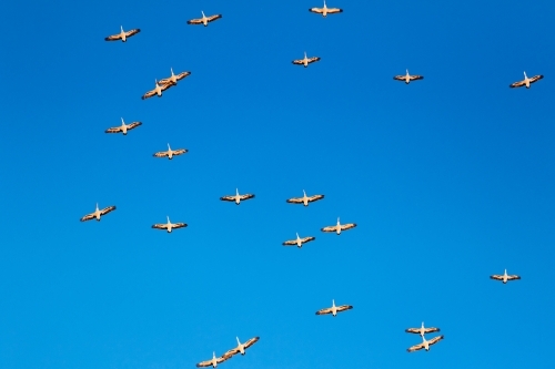 Pelicans in flight - Australian Stock Image