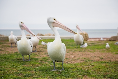 Pelicans looking for fish scraps