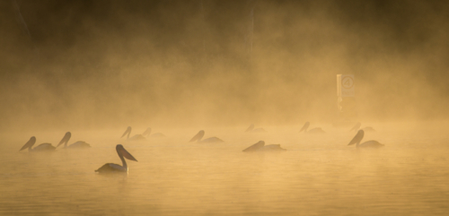 Pelicans on river at sunrise - Australian Stock Image