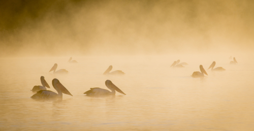 Pelicans on river at sunrise - Australian Stock Image