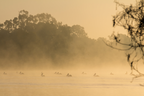 Pelicans on river at sunrise - Australian Stock Image