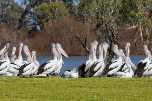 Pelicans on riverfront - Australian Stock Image