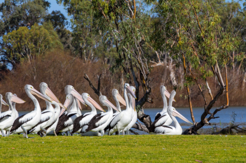 Pelicans on riverfront - Australian Stock Image