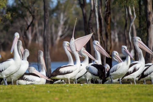 Pelicans on riverfront - Australian Stock Image