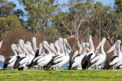 Pelicans on riverfront - Australian Stock Image