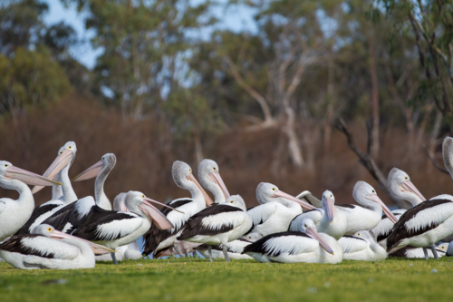 Pelicans on riverfront - Australian Stock Image