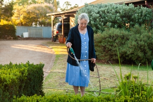 Pensioner woman watering her front garden on a summer evening - Australian Stock Image