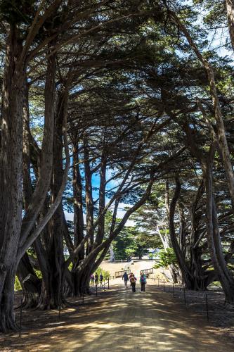 People walking down a gravel path with pine trees towering above them. - Australian Stock Image