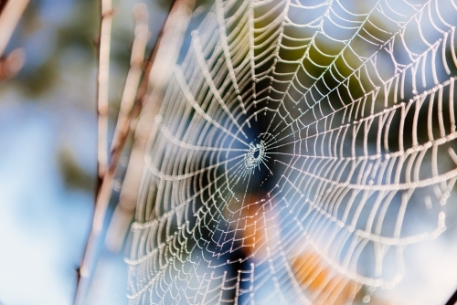 Perfect spider web on blurred nature background. - Australian Stock Image