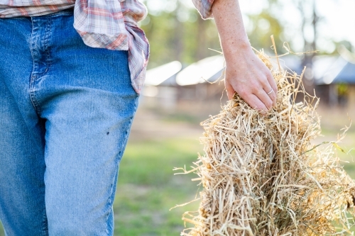 Person carrying hay biscuit to feed livestock - Australian Stock Image