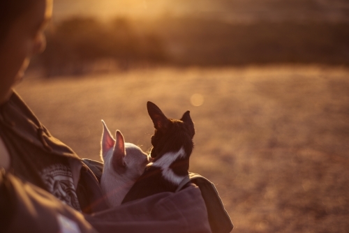 Person holding chihuahua dogs - Australian Stock Image