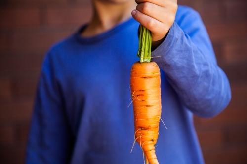 Person holding fresh picked carrot homegrown in veggie garden - Australian Stock Image