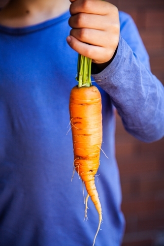 Person holding large home grown carrot fresh from the garden - Australian Stock Image