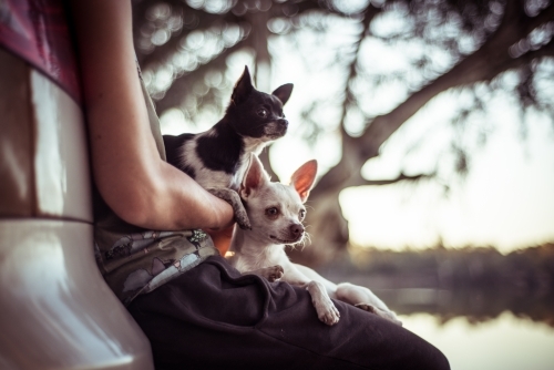 Person leaning against car holding two small dogs by a river. - Australian Stock Image