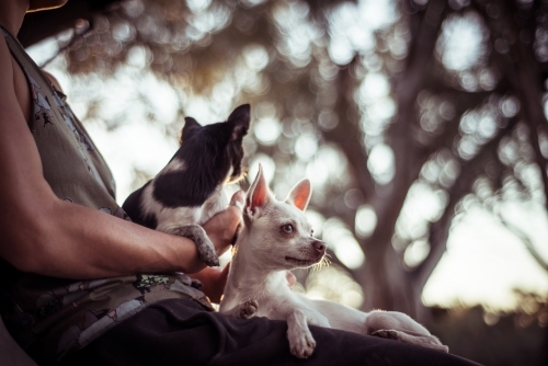 Person sitting and  holding 2 small dogs in bush land - Australian Stock Image