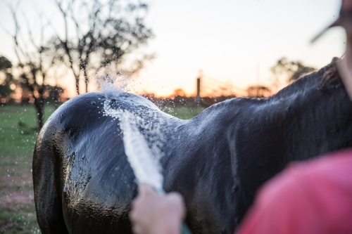 Person washing a horse - Australian Stock Image