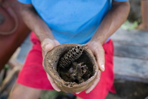 Persons hands holding wooden bowl with banksia seed pods - Australian Stock Image