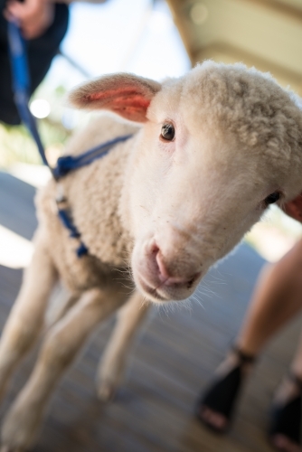 Pet lamb on a leash with people in background