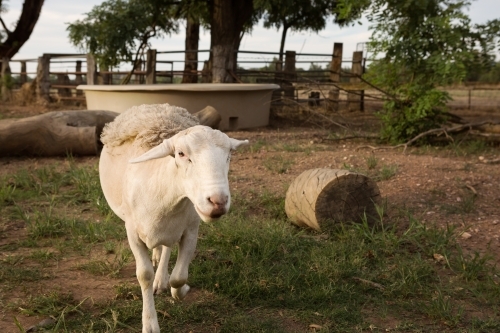 Pet sheep roaming in the farm house garden - Australian Stock Image