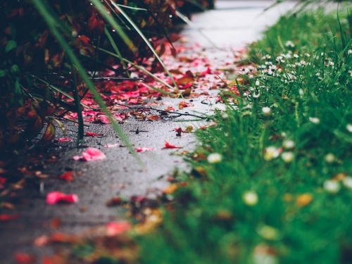 Petals on a footpath in the garden - Australian Stock Image