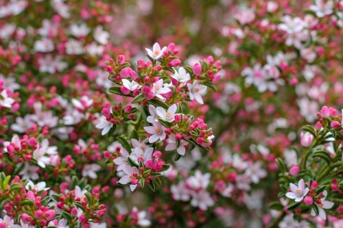 Philotheca shrub in flower - Australian Stock Image