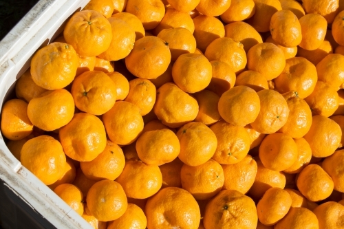 Picked mandarins in plastic bin - Australian Stock Image