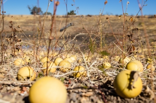 Pie Melons at a dam - Australian Stock Image