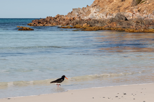 Pied Oystercatcher on beach looking for dinner - Australian Stock Image