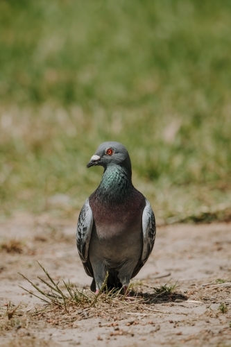 Pigeon Portrait - Australian Stock Image