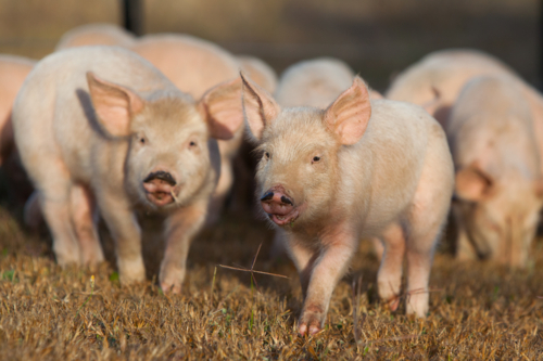 Piglets roaming free on the grass field - Australian Stock Image